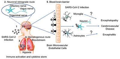 Impact of Severe Acute Respiratory Syndrome Coronavirus 2 (SARS-CoV-2) in the Nervous System: Implications of COVID-19 in Neurodegeneration